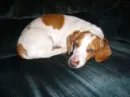 pretzel