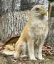 eagle