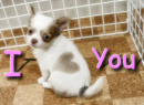 I Heart You Puppy