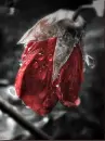 Rose Dead