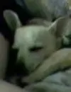 R.I.P. Bucky