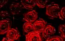Roses by Candlelight