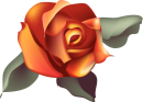 orange rose