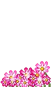 Pink flowers