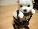 cut puppy in a chair