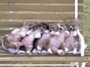 cute animals