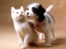 cute cat and puppy