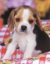 puppy