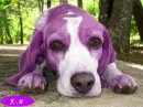 Purple Dog