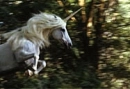unicorn-2