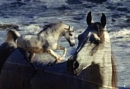 Horses