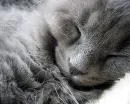 lazy cat