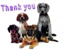 Thank you dogs