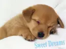 Sweet Dreams