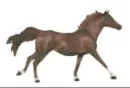 Horse running