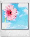 Random Flowers