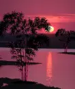 Pink Bamboo