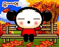 pucca