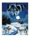 wolf2