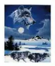 wolf9