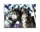 wolf11