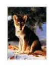 babywolf