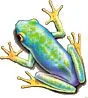 frog