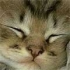 kitten face