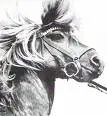 Horse (Black and White) 