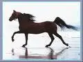 Horse on the Beach