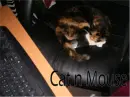 Cat n Mouse