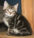 Kitty just sitting