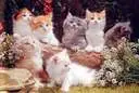 Alot of cats (kittens)