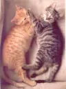 Kitty with other kitty
