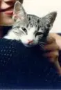 Sleepy Kitty