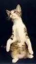 Kitty staring at something