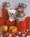 Kittens