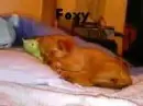 foxygirl