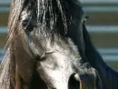 Arabian Horse