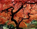 red tree