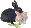 bunny 