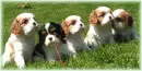 PUPPYS
