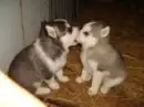 PUPPY BITTING A NOTHER PUPPY