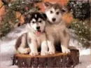 TWO PUPPYS
