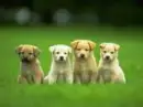 FOUR PUPPYS