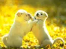 PUPPYS PLAYING