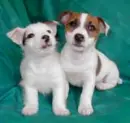 TWO PUPPYS
