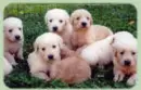 PUPPYS