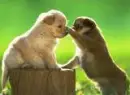 PUPPYS