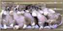 PUPPYS